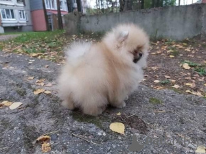 Photo №1. pomeranian - for sale in the city of Dublin | negotiated | Announcement № 167466