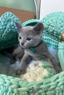 Photo №1. russian blue - for sale in the city of Sarajevo | negotiated | Announcement № 173732