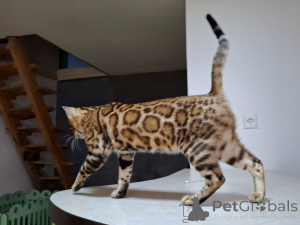 Photo №3. Bengal Kitten. Poland