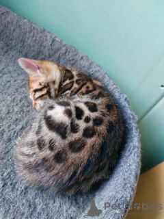 Photo №2 to announcement № 20856 for the sale of bengal cat - buy in Belarus private announcement