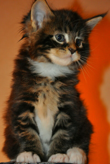 Photo №1. maine coon - for sale in the city of St. Petersburg | Is free | Announcement № 1742