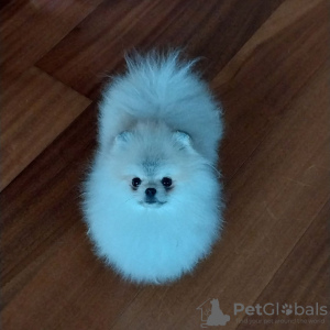 Photo №2 to announcement № 98841 for the sale of pomeranian - buy in France private announcement