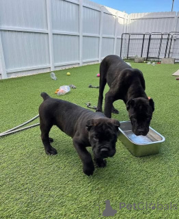Photo №1. cane corso - for sale in the city of Hasselt | 774$ | Announcement № 160515