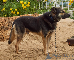 Photo №3. Boy Athos urgently looking for a house. Russian Federation