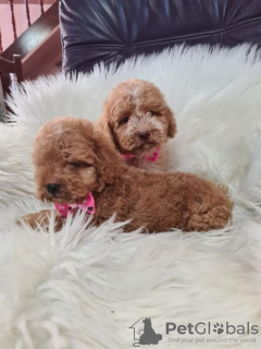 Photo №4. I will sell labradoodle in the city of Vilovo. breeder - price - 317$