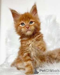 Photo №1. maine coon - for sale in the city of Berlin | 317$ | Announcement № 103714