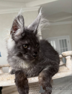 Photo №1. maine coon - for sale in the city of Berlin | negotiated | Announcement № 154636