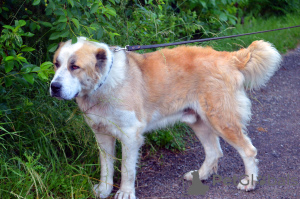 Photo №2. Mating service central asian shepherd dog. Price - 474$