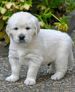 Photo №1. golden retriever - for sale in the city of Quedlinburg | 423$ | Announcement № 100941