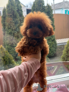 Photo №2 to announcement № 155083 for the sale of poodle (dwarf) - buy in Russian Federation 