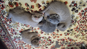 Photo №2 to announcement № 27455 for the sale of scottish fold - buy in Germany 
