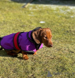 Photo №2 to announcement № 162863 for the sale of dachshund - buy in France 