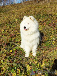 Photo №1. samoyed dog - for sale in the city of Chelyabinsk | 204$ | Announcement № 6153