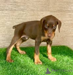 Photo №3. Doberman-puppy's te koop. Netherlands