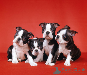 Photo №1. boston terrier - for sale in the city of Stockholm | negotiated | Announcement № 113197