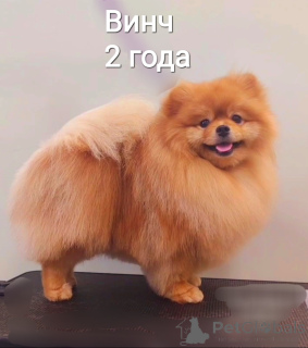 Photo №1. Mating service - breed: german spitz. Price - 304$