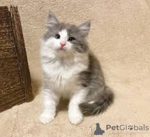 Photo №3. Schattige Noorse Boskattenkittens zoeken een nieuw thuis.. Belgium