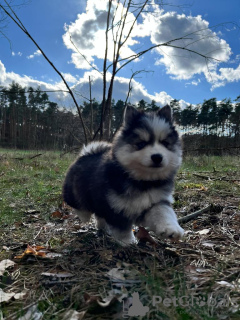 Additional photos: Pomsky by Pomeranian and Husky