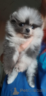 Photo №1. pomeranian - for sale in the city of Bamberg | negotiated | Announcement № 149174