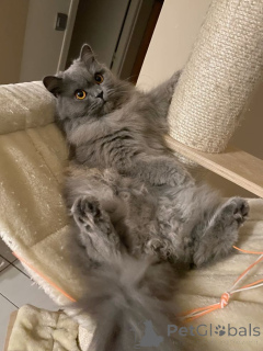 Photo №1. british longhair - for sale in the city of Aizlingen | 516$ | Announcement № 158830