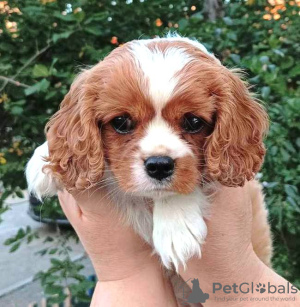 Photo №1. cavalier king charles spaniel - for sale in the city of Чита | 1302$ | Announcement № 69410