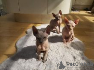 Photo №1. sphynx cat - for sale in the city of Wallhamn | negotiated | Announcement № 55154