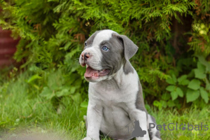 Additional photos: We offer for sale American Bully puppies