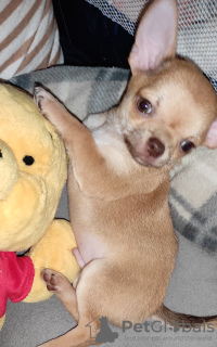 Additional photos: chihuahua babies