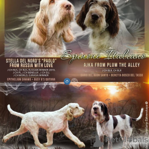 Photo №2 to announcement № 8339 for the sale of bracco italiano - buy in Belarus private announcement