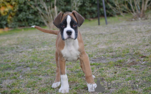 Photo №2 to announcement № 164213 for the sale of boxer - buy in United Kingdom private announcement, breeder