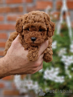 Photo №3. Premium toy poodles. Serbia