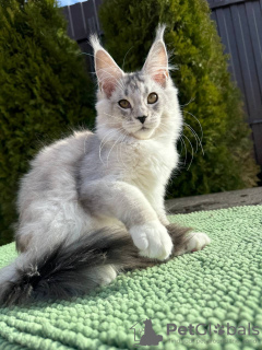 Photo №1. maine coon - for sale in the city of Dordrecht | Is free | Announcement № 100097