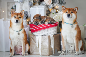 Photo №1. shiba inu - for sale in the city of Gomel | 1500$ | Announcement № 36766