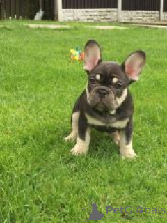 Photo №1. french bulldog - for sale in the city of Сало | negotiated | Announcement № 55317