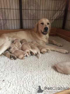 Additional photos: 2 Golden Retriever Puppies for sale