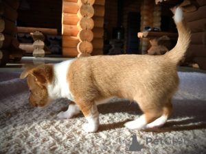 Additional photos: Puppies for sale Portuguese Podengu Small