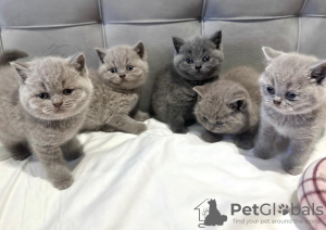 Photo №1. british shorthair - for sale in the city of Texas City | 380$ | Announcement № 102878