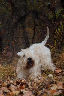 Photo №3. Puppies Irish Soft Coated Wheaten Terrier.. Russian Federation