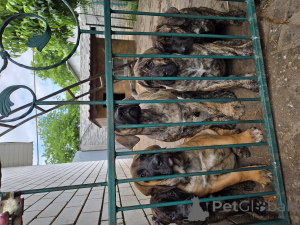Photo №2 to announcement № 146911 for the sale of perro de presa canario - buy in Slovakia private announcement