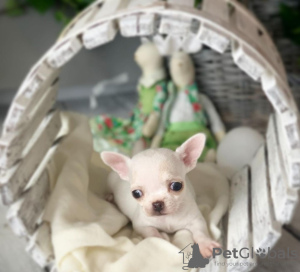 Photo №1. chihuahua - for sale in the city of Anderlecht | 423$ | Announcement № 96199