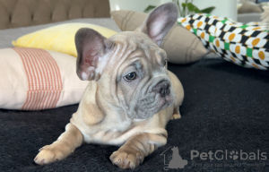 Photo №4. I will sell french bulldog in the city of Södertälje. private announcement - price - 1412$
