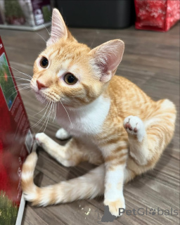 Photo №2 to announcement № 150614 for the sale of domestic cat - buy in Germany from the shelter, breeder