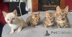 Photo №1. bengal cat - for sale in the city of Achaern | 361$ | Announcement № 174530