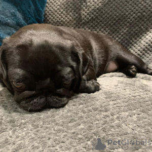 Photo №1. pug - for sale in the city of Roosendaal | 475$ | Announcement № 79981