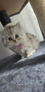 Photo №1. persian cat - for sale in the city of Castrop-rauxel | 329$ | Announcement № 153067