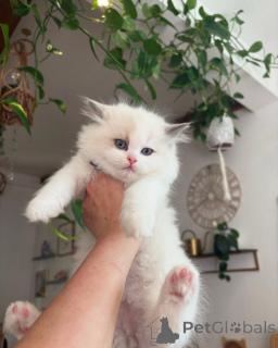 Photo №1. ragdoll - for sale in the city of Berikon | negotiated | Announcement № 156259