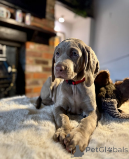 Photo №1. weimaraner - for sale in the city of Thisted | 350$ | Announcement № 161332