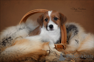 Photo №4. I will sell jack russell terrier in the city of St. Petersburg. from nursery - price - 671$