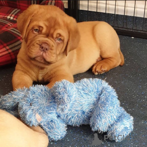 Photo №1. dogue de bordeaux - for sale in the city of Roosendaal | 634$ | Announcement № 79977