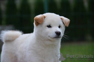 Photo №4. I will sell shiba inu in the city of Ниш. breeder - price - negotiated